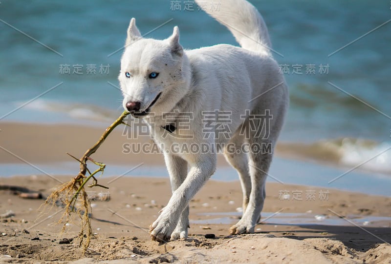 白色西伯利亚哈士奇在海滩上玩耍