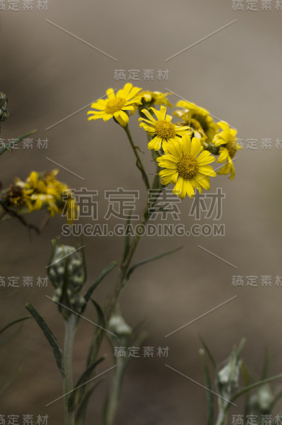 秘鲁的花