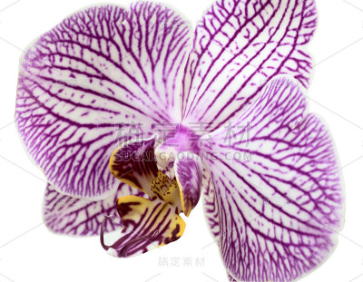兰花孤立