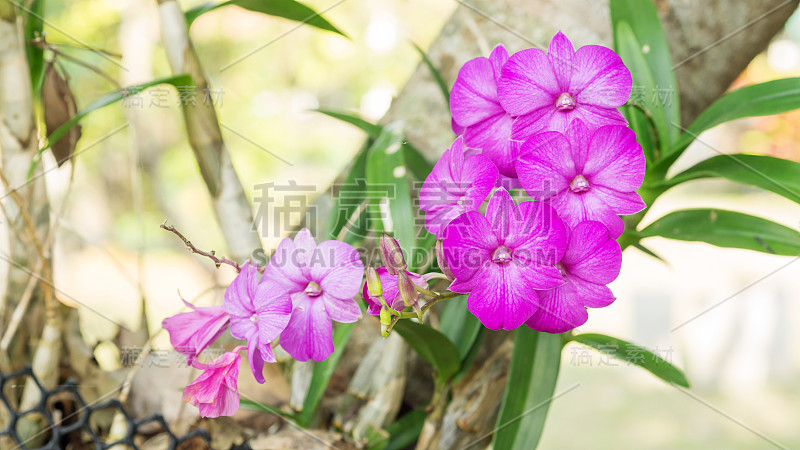 花园里的紫兰花花。