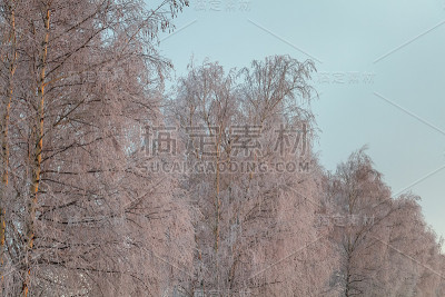 白桦树在白霜中