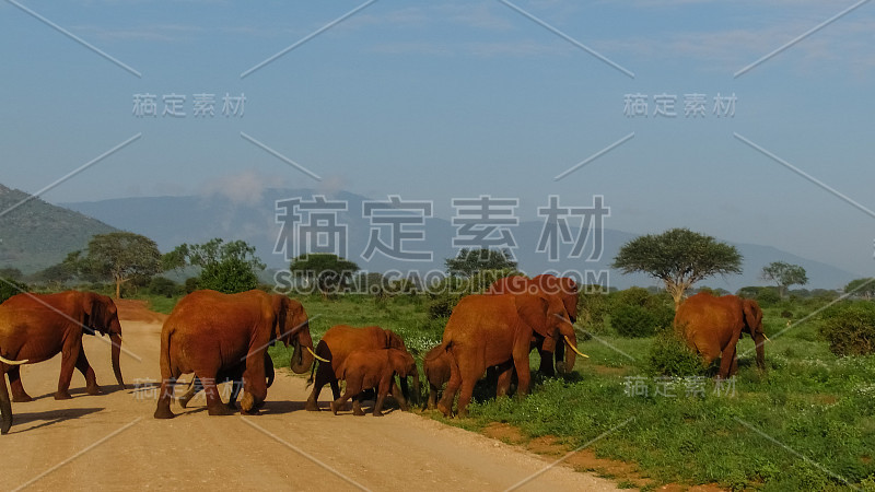 肯尼亚萨凡纳野生动物园的大象