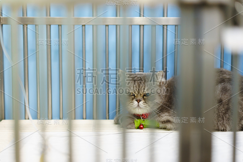 近距离观察苏格兰折猫坐在动物的笼子里，接受静脉输液治疗医院/兽医诊所的治疗，等待康复，并找到一个好的