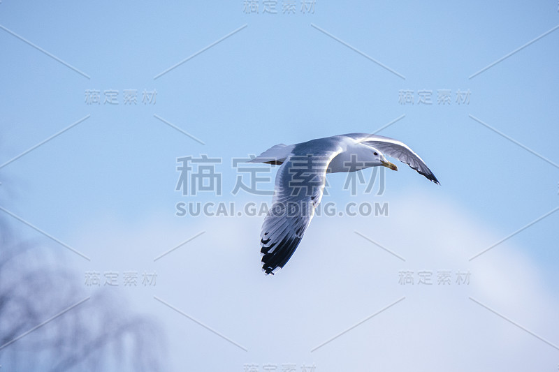 Larus cachinnans。鸟类的种类鉴定不准确