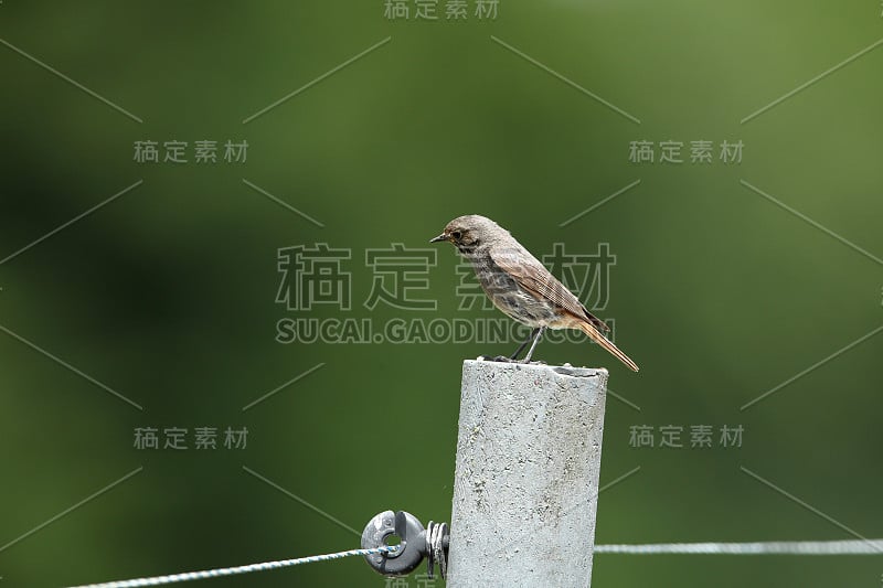 红尾鸟在花园里