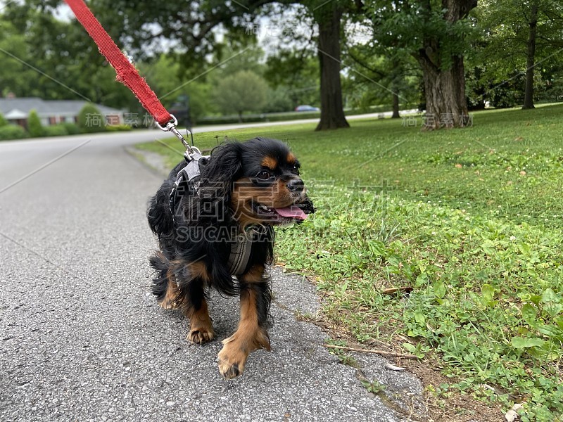 快乐骑士查尔斯王猎犬在散步