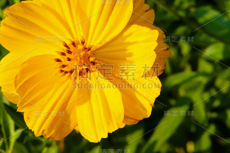 黄色的宇宙花