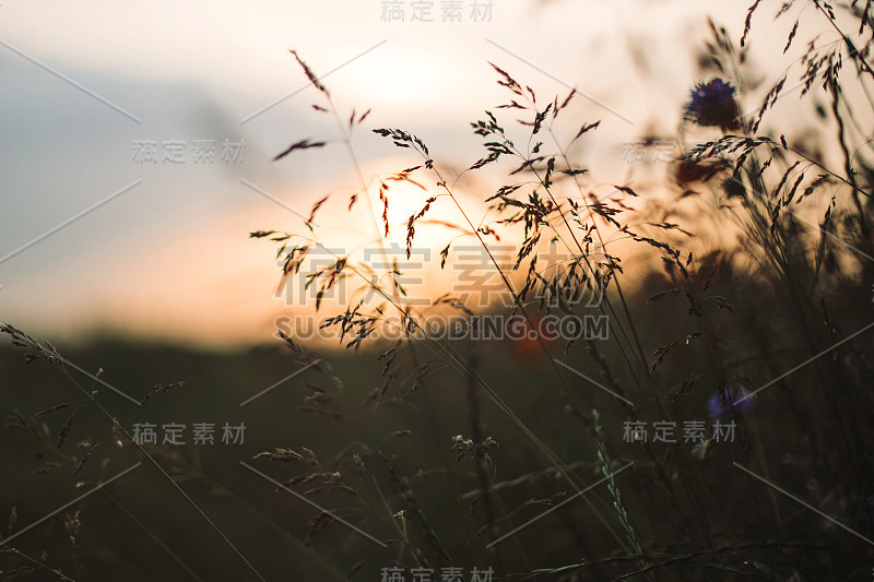 在夏季草甸中，草本植物在夕阳光照下，选择性聚焦。野花在温暖的阳光下合在一起，乡村的夏天。宁静美丽的乡