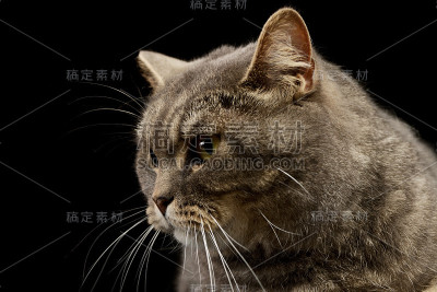 一只美丽的猫的肖像
