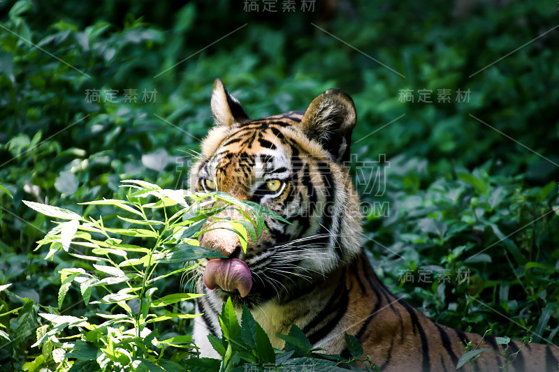 近距离拍摄孟加拉虎的脸