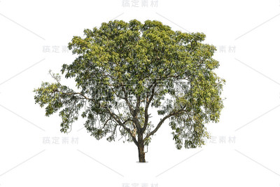 树绿色颜色孤立在白色的背景