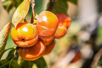 果园里美味的熟柿子