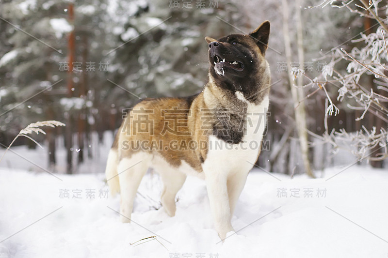 美国秋田犬在冬天的森林里呆在雪地里