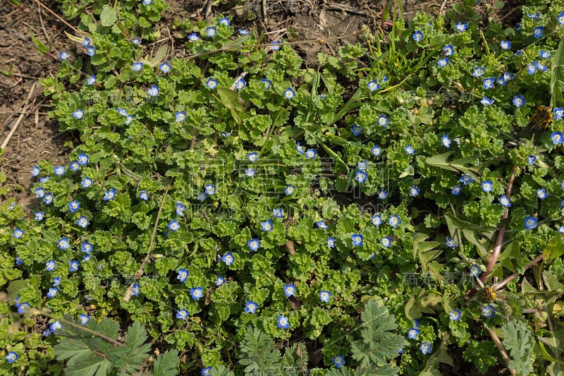 从上面看维罗妮卡的开花植物