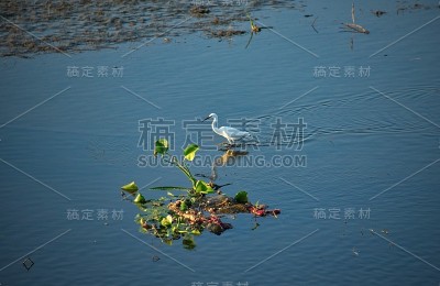 茵莱湖的居民