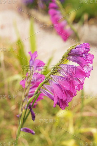 唐菖蒲或野生唐菖蒲的花呈粉红色，带有绿色