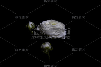 白玫瑰