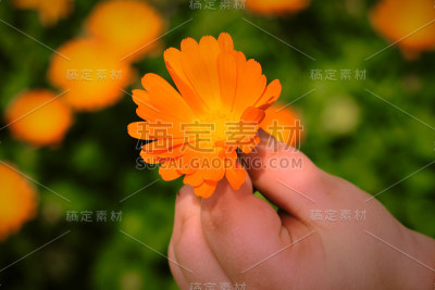 手捧金盏花