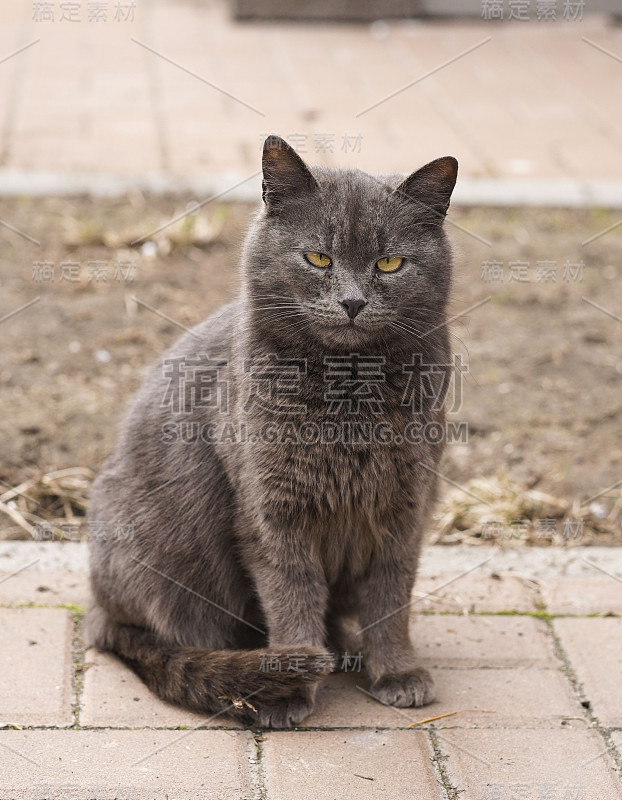 被遗弃的流浪猫。宠物在街上。可怜的流浪猫。