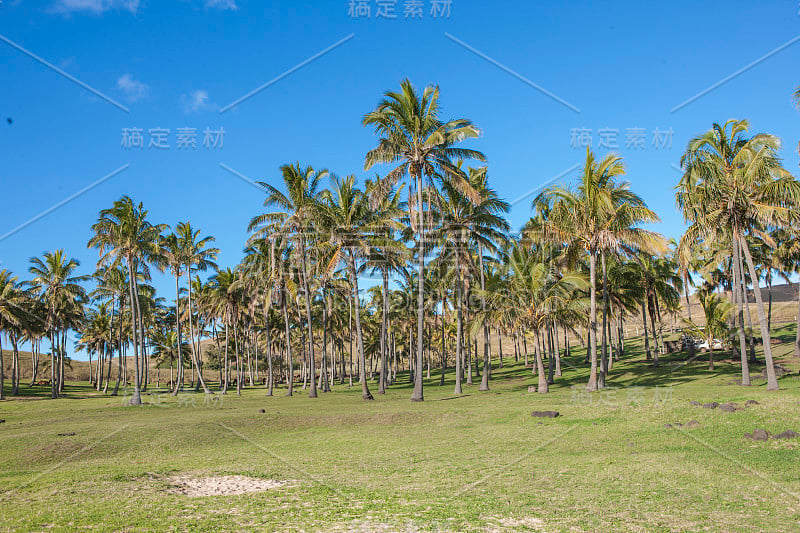 阿纳基纳海滩复活节岛上的棕榈树和蓝天