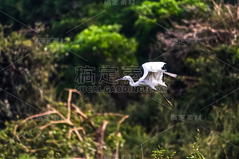 美丽的东方大白鹭鸟在古达维鸟类保护区