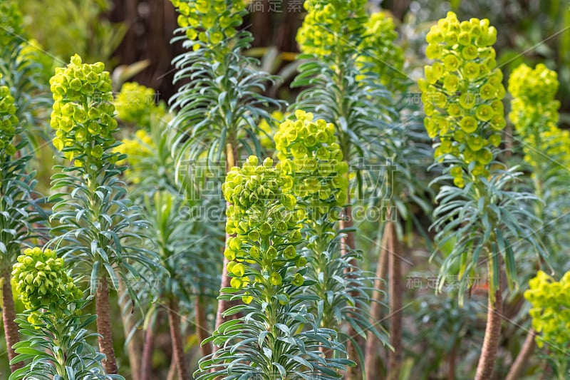 大戟属植物的花