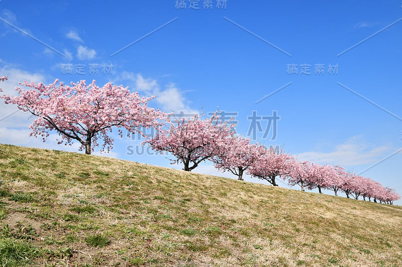 江户川河堤上的一排樱花树