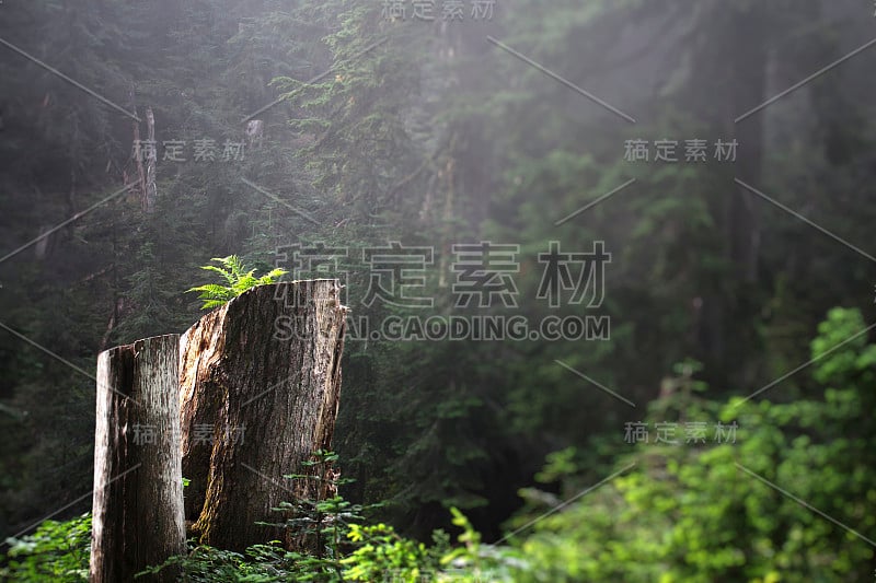 聚光灯下的松鸡山树干