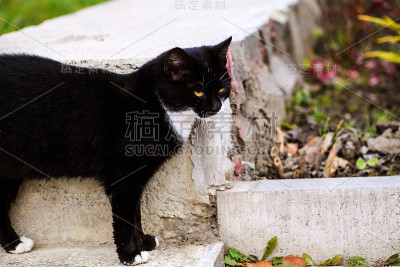 户外有黄色眼睛的黑白相间的猫