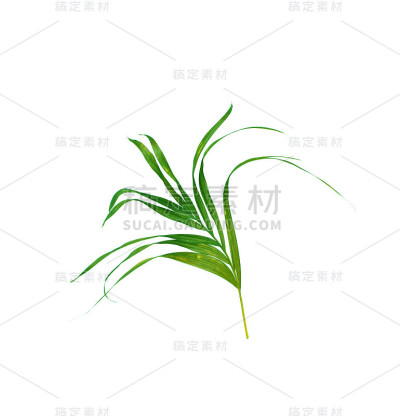 棕榈树的绿叶孤立在白色的背景上