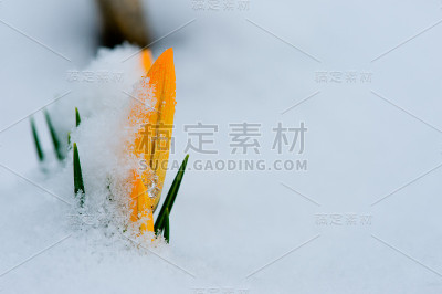 春天来了