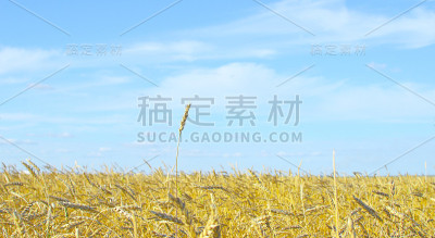 领袖