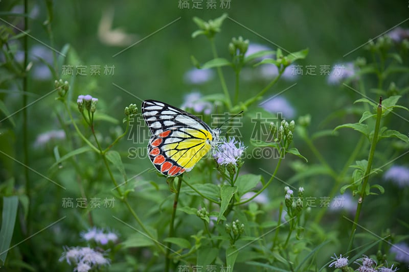 Jezebel蝴蝶坐在花上喝花蜜