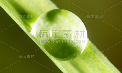 草地上的露珠。宏