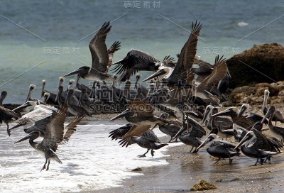 南美洲委内瑞拉伊斯拉·玛格蒂塔·佩利坎