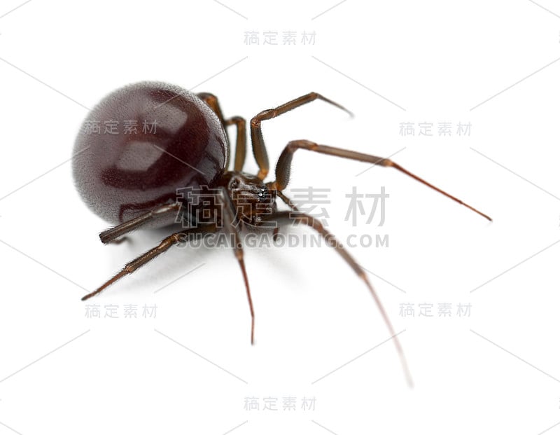 普通的家蜘蛛，温氏副steatoda tepidariorum，白色背景