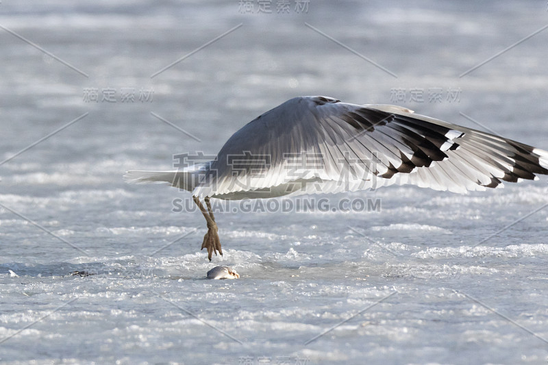 Larus cachinnans。鸟类的种类鉴定不准确