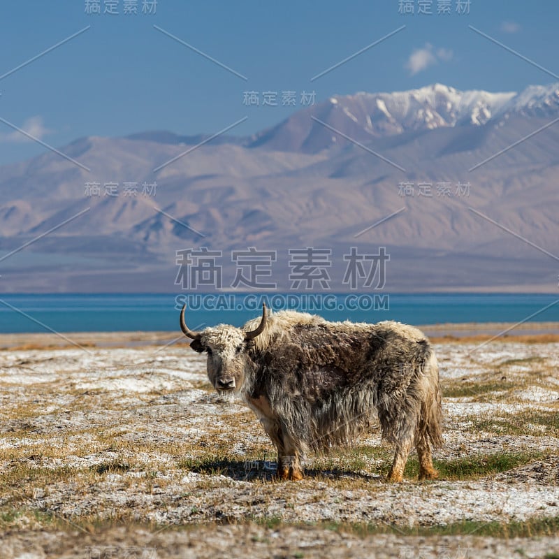 塔吉克斯坦的牦牛美景