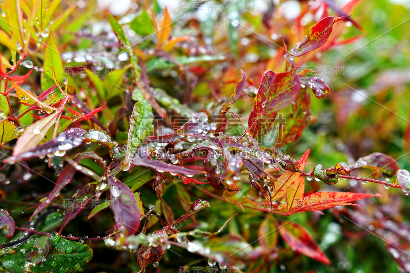 有选择性的重点。的形象。特写新鲜的绿色树叶与雨滴后-图像