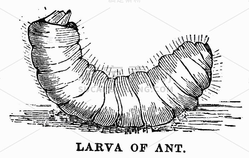 维多利亚时代的插图和文字的幼虫上的蚂蚁;19世纪对昆虫和昆虫学的研究;1879