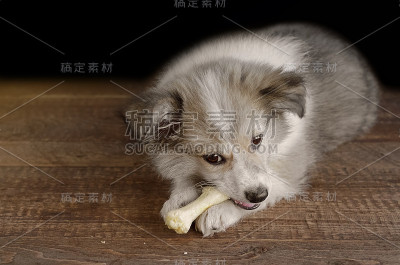 小狗躺着啃着食物。