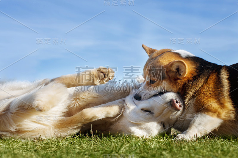 威尔士柯基和金毛猎犬在花园里的绿草地上玩耍。国防部的乐趣