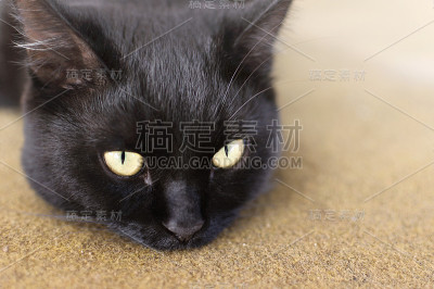 黑猫在地毯上