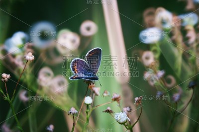 野花里的蝴蝶。花的风景。美丽精致的色彩。