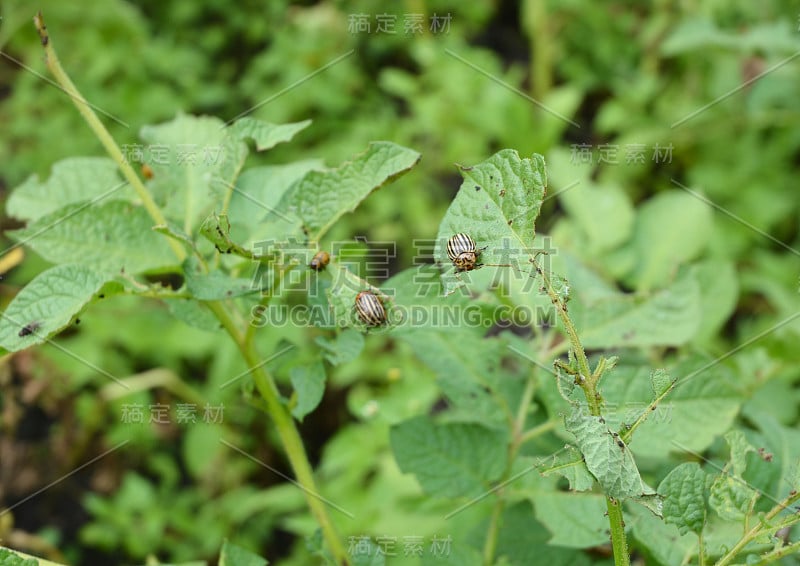 马铃薯上的科罗拉多马铃薯甲虫(Leptinotarsa decemlinata)。科罗拉多马铃薯甲虫