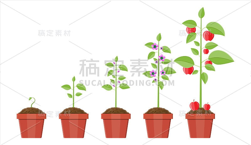 盆栽植物从发芽到结果的生长过程。