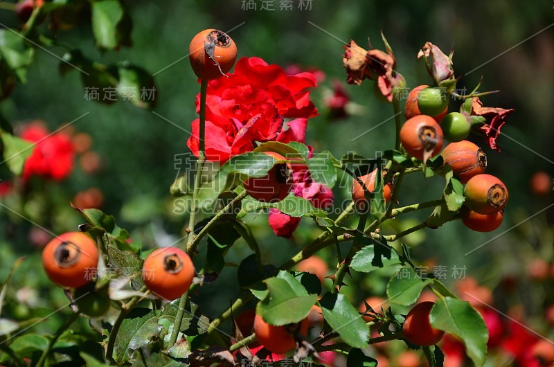 花园里有一朵红花的景色