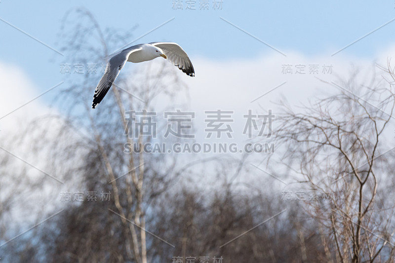 Larus cachinnans。鸟类的种类鉴定不准确