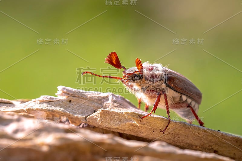 森林金龟子，黑冠金龟子，正在木头上觅食