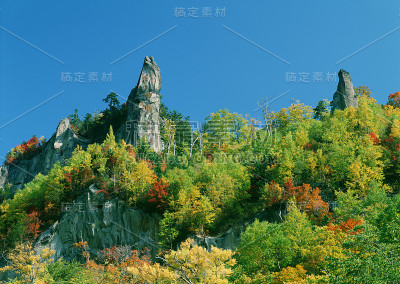 秋天的落叶